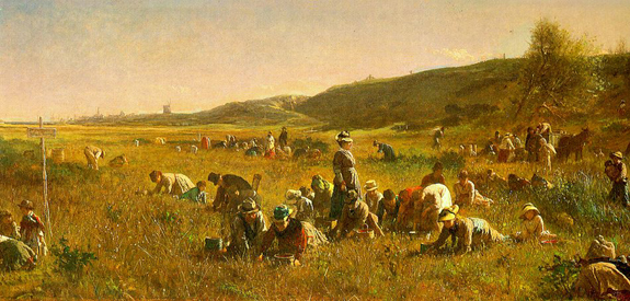 1880 Cranberry harvesting - www.WhalingCity.net