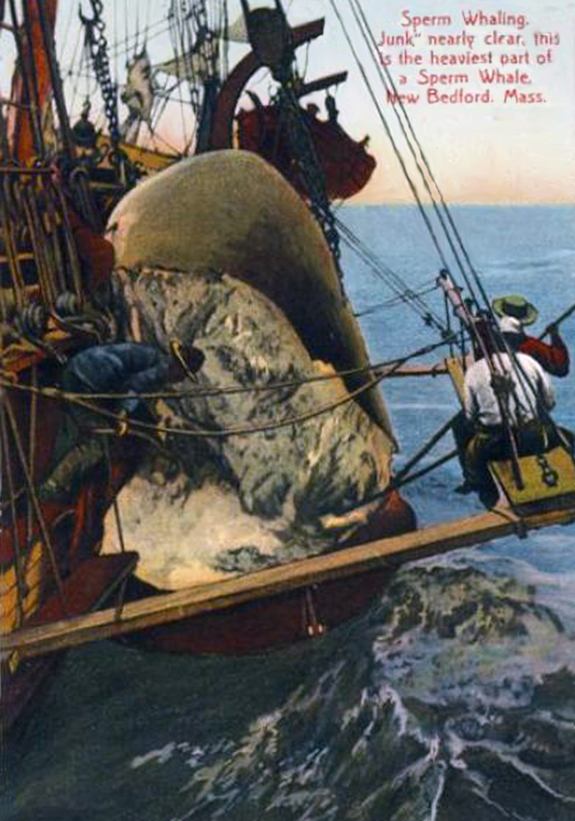 Sperm Whale - Head Junk being emptied - www.WhalingCity.net